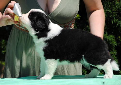 21318307 4f8da59043766d9a5728e11875eef67e xl