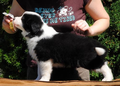 21395093 52a1e14bc9eaafeb06633372a7cac37b xl