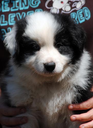 21395095 477b29eee0b2f13632c411a2e6ab5893 xl