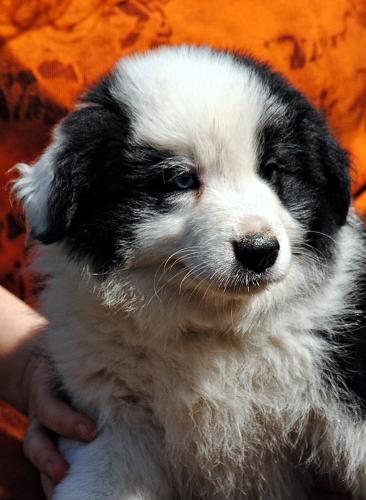 21428135 3bd4869f2ab94198ecd302ec62d31c71 xl