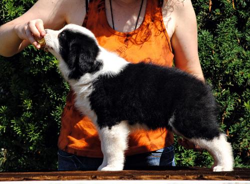 21428137 ac376a4811d4cb792a1fca46e2e93262 xl