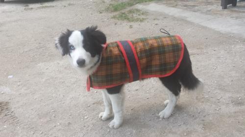 22197555 af020a3d2d215997d8ab4c990e449db2 xl