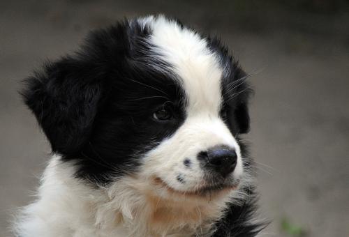 21459533 20555afeb5ed72ca7ecbe315b3cae16e xl