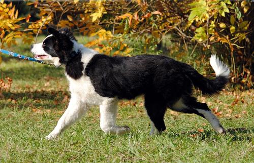 21895083 5569d204f518c388290ab8f29cc0236b xl