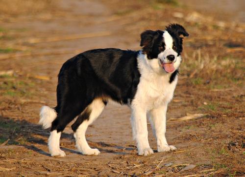 22197447 777f2e3972deba12d3f77600cb0e2a33 xl