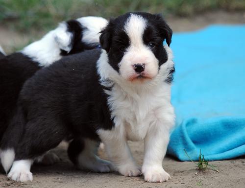 21278649 7e4a7ef8ac7b33dd62fe9b63c337fefe xl