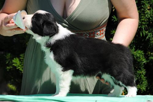 21318343 f987f897daa3a8e31200c0291152b669 xl