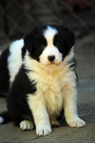 21353777 522828c3a32800972564201d5a4378fb xl