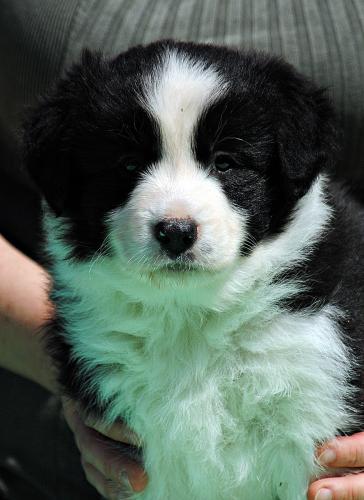 21357429 f694b4e54b45d0643bba1ca0ca651111 xl