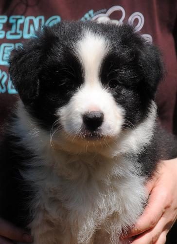 21395011 1a9c14faa66d13bde7f990d617270e77 xl