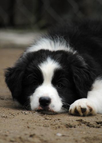 21459693 391333f5d1784c77c8ce12f5feb8bcdf xl