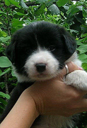 12384895 f015e0c37ed442dfc896aad99ce6fc71 m