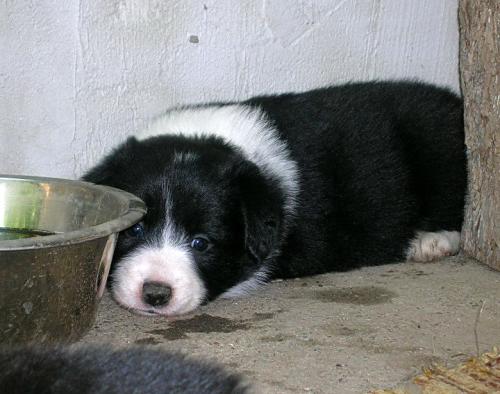 12384897 ff4e83f140bb9e19c95048cf29aab798 l