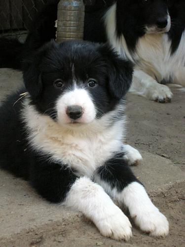 12384925 eeb8e33ec6c6808db0191f16377a0e0e xl