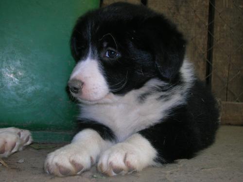 12384941 f71e6312a5f57f92ba3866a8f2dfd316 xl