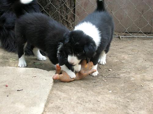 12384493 2fd108aae18a14c89ee44221114c3d01 xl