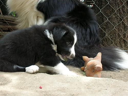 12384495 d364348a4c7ca4a3804038cc945f85be xl