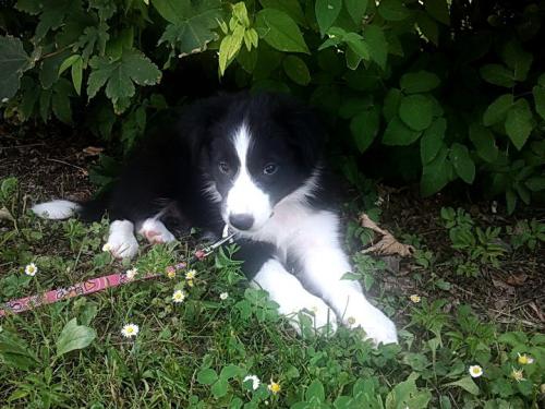 12384565 63a5e6ebcffb51ee27c1dcfa14e8e020 l