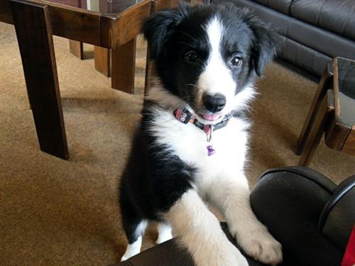 12384573 09ecd5fc3a9e53fd3f5c238086c541e3 l