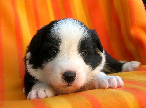 12386761 9582616bfd22789b0e89323bedebc23f xl