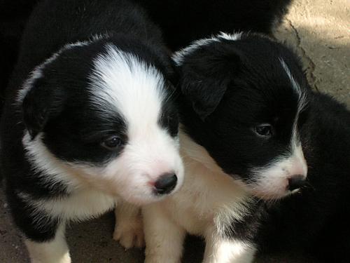 12386769 af04df2e3148bca95402c01a278262fe xl