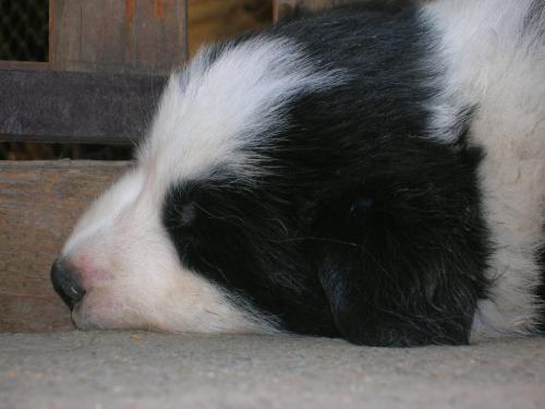 12386773 c7dd1121ec93cd82714181a90a4a66ec xl