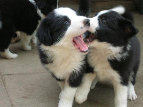 12386783 dac13822f7cf524dacc3e03ef3af5908 xl