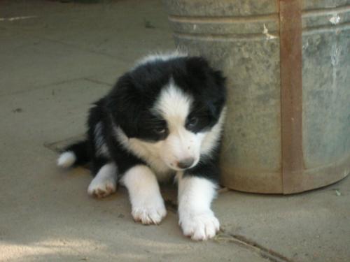 12386797 57d06cef291263dfa31f547588977e3c xl