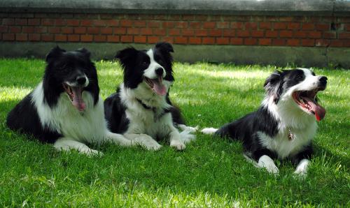 15789385 11c331bd6c51da4998a3b5bc33177d7d xl