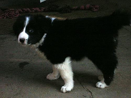 12385571 0ce15069de81e739a9afaf35230d2b7b xl