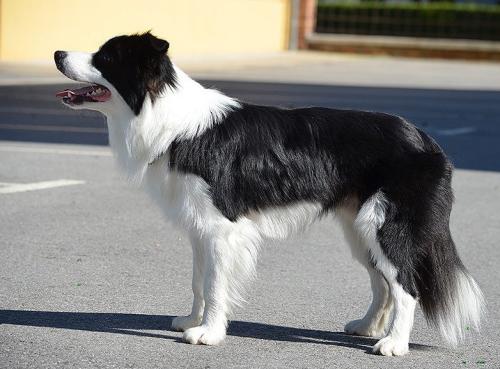 21598775 426cff4f2f3f67da91447701b4d5ab41 l